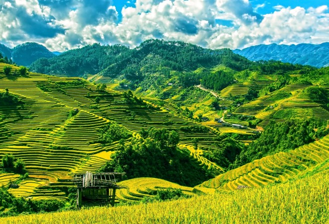 Rice terrace of Vietnam - Vietnam visa in Hong Kong